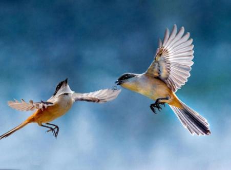 猴和什么属相最配相克 猴与其他属相的配对分析和相克关系寻找